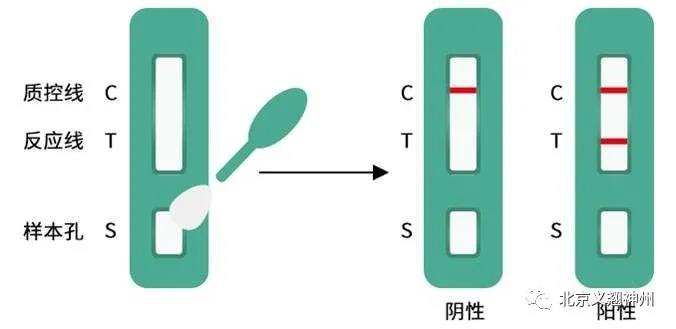 义翘神州助力首批新冠病毒抗体检测试剂上市