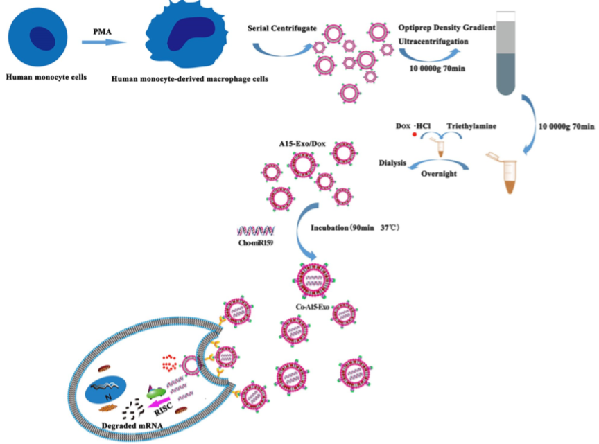 功能性外泌体介导的阿霉素和疏水修饰的microRNA 159共递送，可用于三阴性乳腺癌治疗