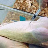 急性肾衰竭(ARF)动物模型 / 泌尿系统模型