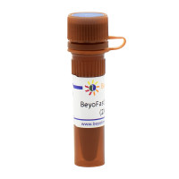 BeyoFast™ Probe qPCR Mix (2X, High ROX)