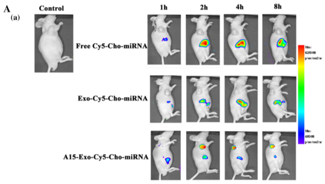 功能性外泌体介导的阿霉素和疏水修饰的microRNA 159共递送，可用于三阴性乳腺癌治疗