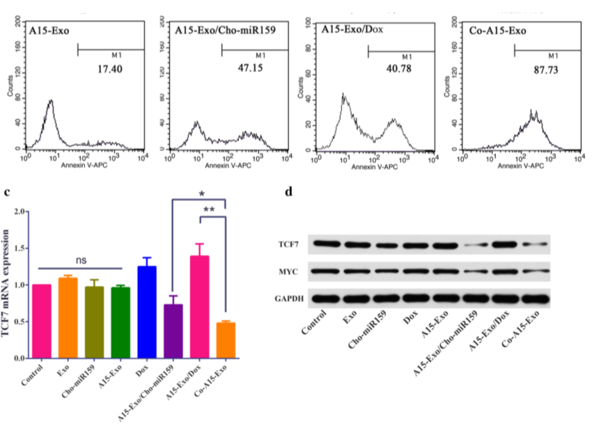 功能性外泌体介导的阿霉素和疏水修饰的microRNA 159共递送，可用于三阴性乳腺癌治疗