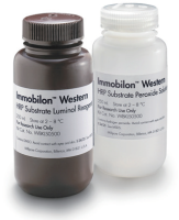 WB HRP化学发光底物