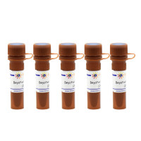 BeyoFast™ Probe qPCR Mix (2X, High ROX)