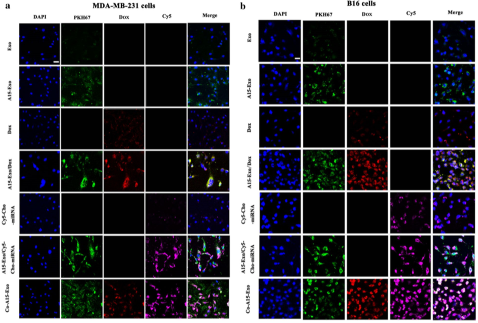 功能性外泌体介导的阿霉素和疏水修饰的microRNA 159共递送，可用于三阴性乳腺癌治疗