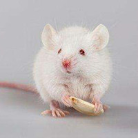 肾小管间质纤维化（TIF）动物模型 / 泌尿系统模型