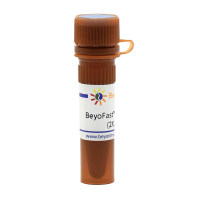 BeyoFast™ Probe qPCR Mix (2X, Low ROX)