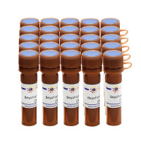 BeyoFast™ Probe qPCR Mix (2X, High ROX)