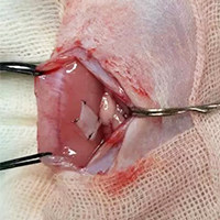 缺血性急性肾衰竭(IARF)动物模型 / 泌尿系统模型