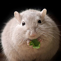 肥胖（DIO）动物模型 / 消化系统模型