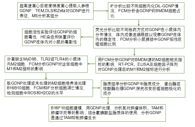 人参来源的EVs改变巨噬细胞极化以抑制黑色素瘤的生长