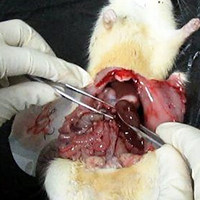 慢性肾衰竭（CRF）动物模型 / 泌尿系统模型