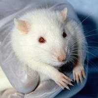 亢甲状腺药物诱导的甲减模型