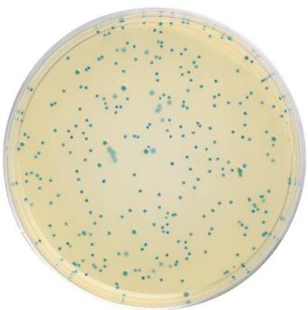 类球红细菌(球形红杆菌)培养