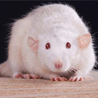 糖尿病眼病（DR）模型 / 免疫代谢系统模型