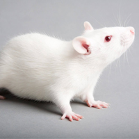 骨质疏松（OP）动物模型 / 骨科模型