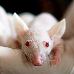 进口裸鼠(ncrnude小鼠)