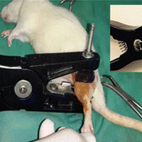 骨折动物模型 / 骨科模型