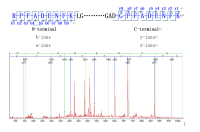 蛋白质多肽,N端 / C端 测序