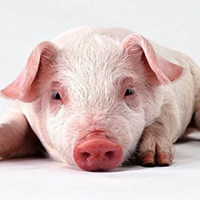 骨缺损动物模型 / 骨科模型