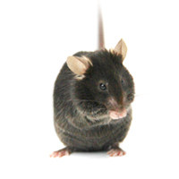 HUGO-GT®全基因组人源化模型