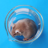 高尿酸血症（HUA）动物模型/动物造模