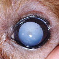 白内障动物模型