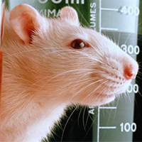 抑郁症(CSD)动物模型 / 神经系统模型