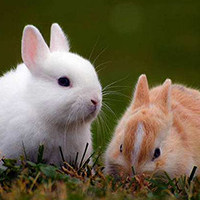 视神经损伤动物模型