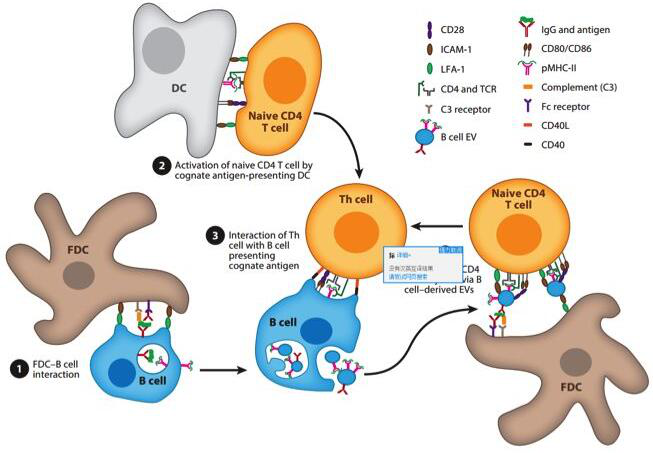 人红白细胞白血病细胞多少钱
