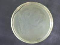 胰胨大豆琼脂斜面（TSA）