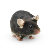 CRISPR/Cas9基因敲入小鼠