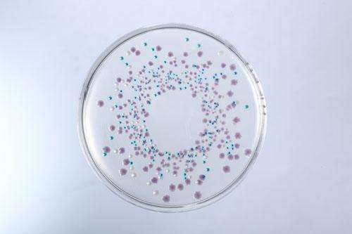 杆菌肽药敏纸片