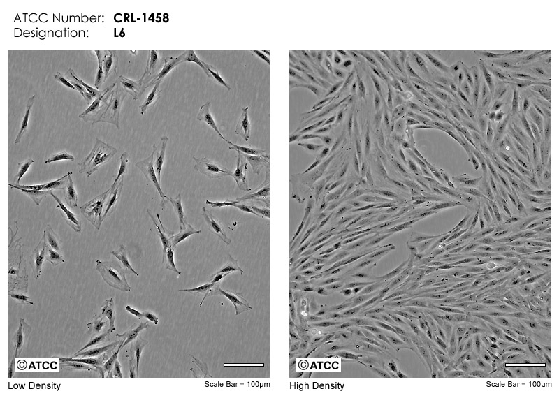 L6【L-6; L-6 myoblast】大鼠骨骼肌成肌细胞