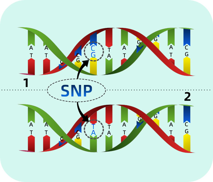 SNP基因分型