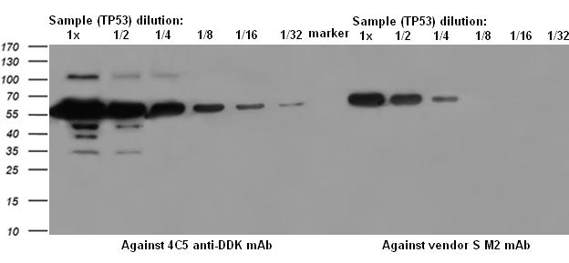 MYL4 mouse monoclonal antibody, clone OTI5A2 (formerly 5A2)