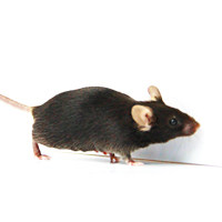 基因敲除小鼠|服务（ES打靶）