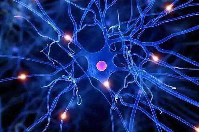 小鼠海马神经元细胞系多少钱