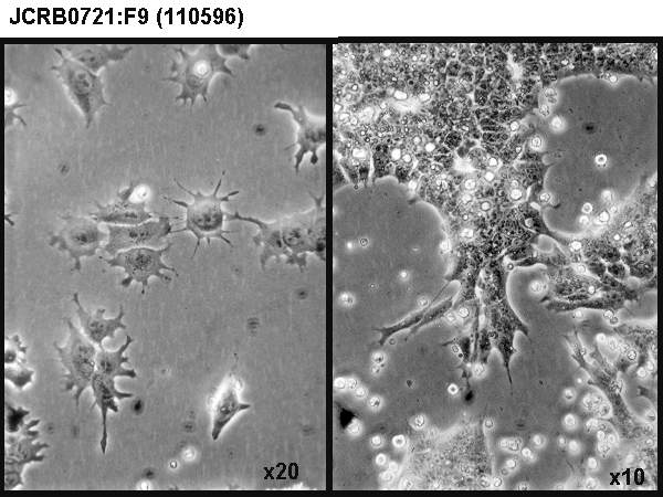 F9|F9细胞|小鼠畸胎瘤细胞