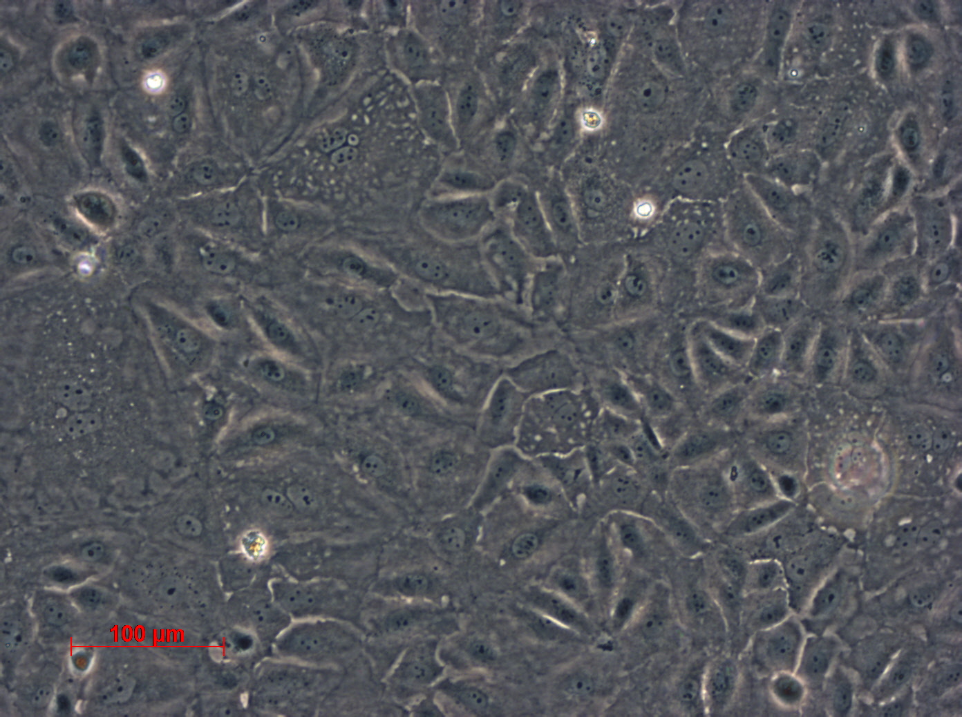 NRK-52E【NRK 52E; NRK52E; NRK c