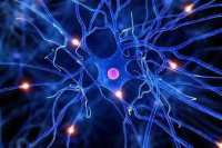 抗人BCS1-like小鼠7类型