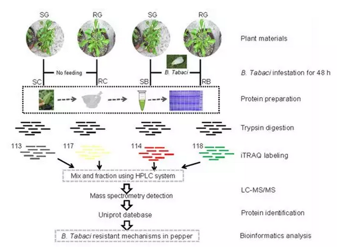 【客户文章分享】利用基于iTRAQ-PRM的蛋白质组学技术研究辣椒对烟粉虱的抗性机制
