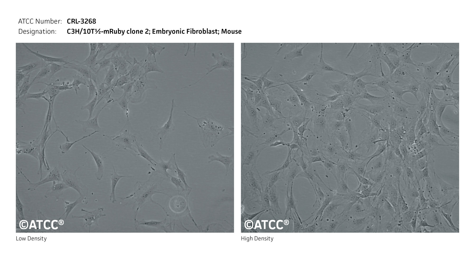 C3H10T1/2小鼠胚胎成纤维细胞