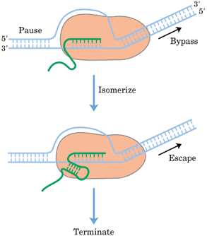 RNA体外合成服务
