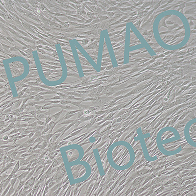 细胞传代液（ MSC专用）