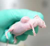 肿瘤研究——荷瘤鼠模型构建