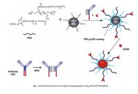 RGD-PEG-g-PEI-SPION / RGD-PEG-g-PEI-SPION