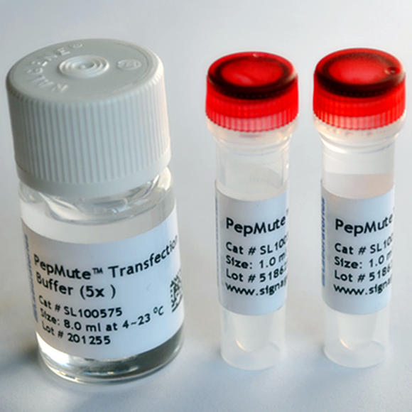 PepMute™ 体外siRNA转染试剂（免费试用）