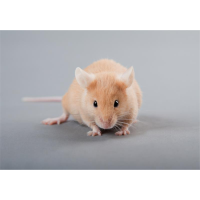 动物实验技术服务