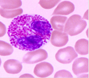 大鼠肾细胞；RK1生长特性操作步骤